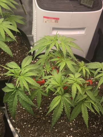 first grow second plant  — vegetative, day 39
