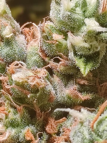 drawer grow forbidden fruit — flower, day 101