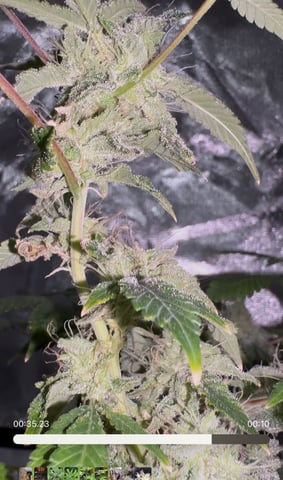 OG Kush — flower, day 127