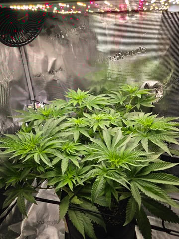 Northern lights #10 (Alaska) — flower, day 44