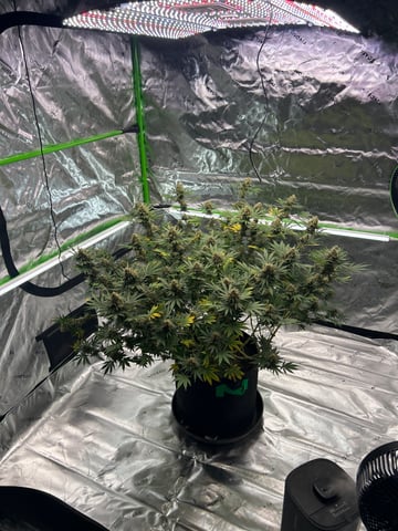 Barney’s Farm  — flower, day 91