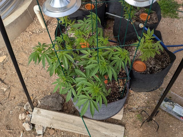 October Start — flower, day 72