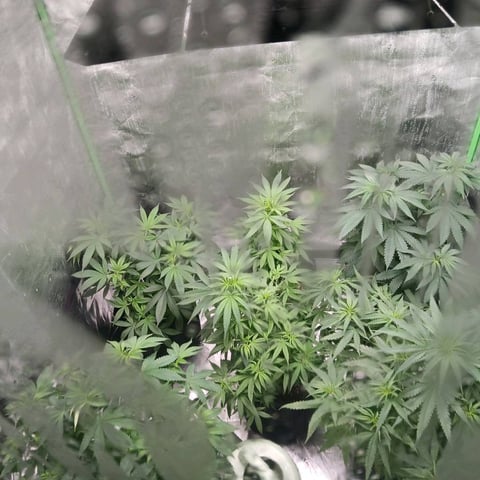 run #3 — grow_setup, day 1