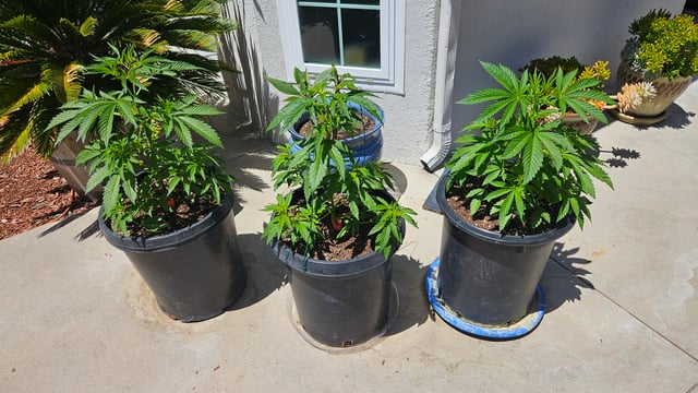 Alaska Thunder Fuck outdoors — seedling_rooting, day 36