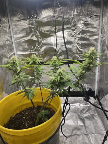 Wedding Cake Auto — flower, day 26