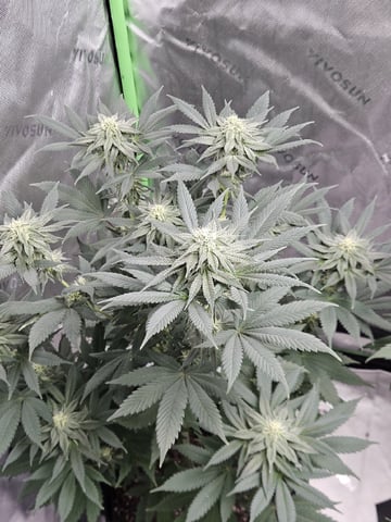 Bruce Banner #4  — flower, day 92