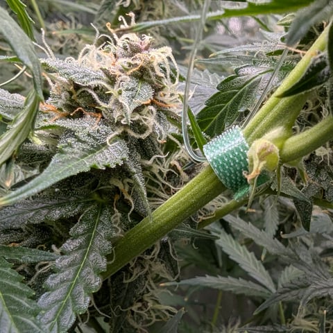 Strawberry Cheesecake Seedsman Seeds Autoflowers x2 — flower, day 71