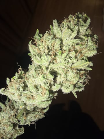 3rd Auto Grow — flower, day 108