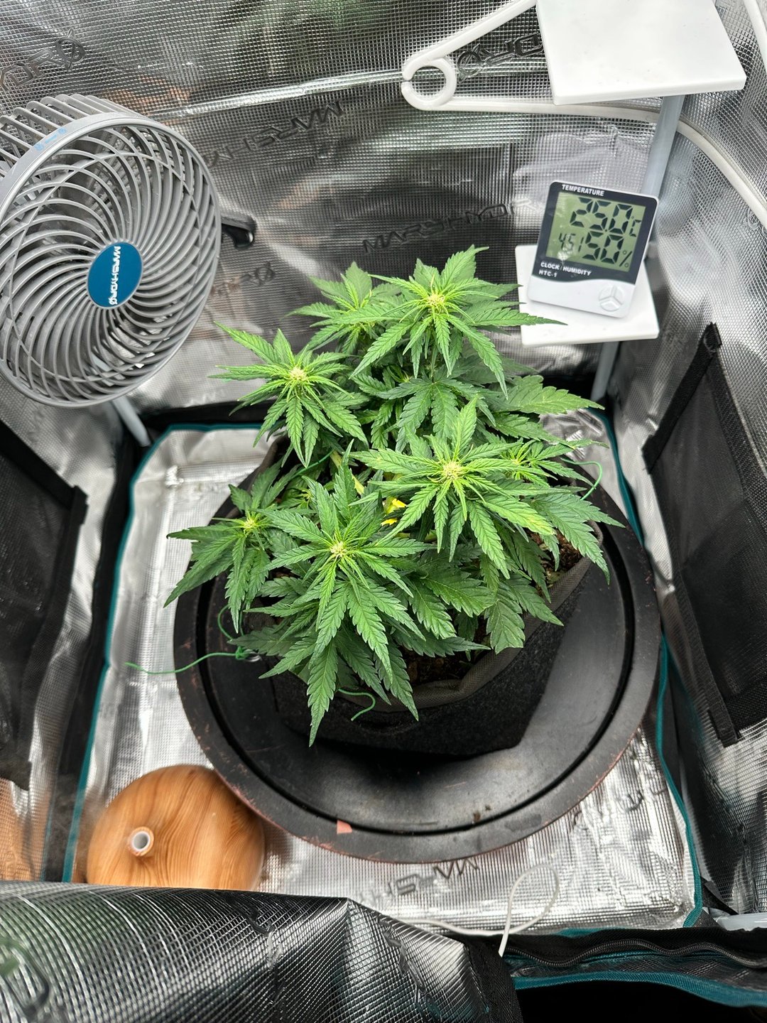Auto Acid Auto
