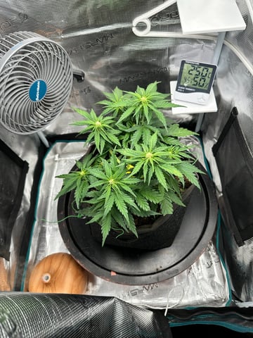 Auto Acid Auto — flower, day 1
