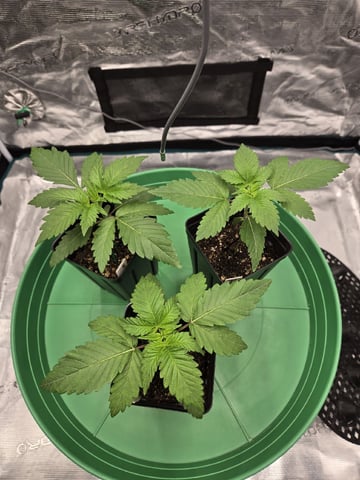 Zoap & Mimosa x OrangePunch — seedling_rooting, day 15
