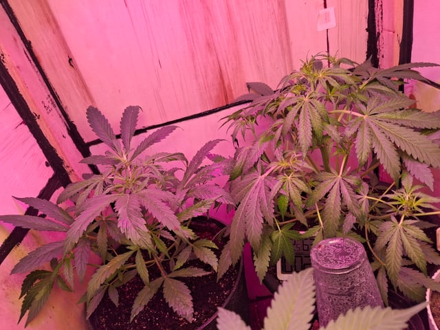 Banana  — flower, day 40