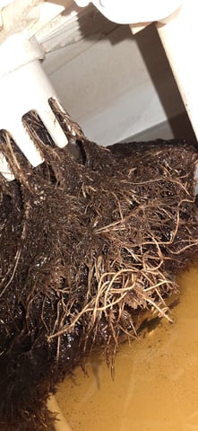 Vivosun Seed tent — flower, day 66