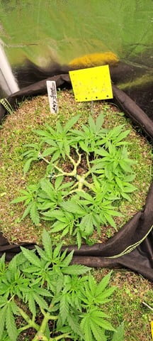 First Grow with the new setup  — vegetative, day 47