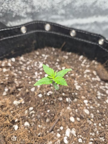 I'll get it right — seedling_rooting, day 15