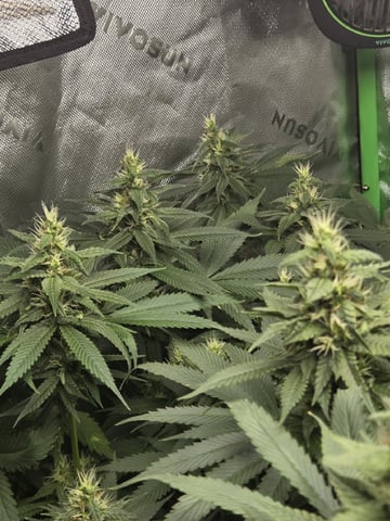 White Widow + Papaya Bomb — flower, day 84