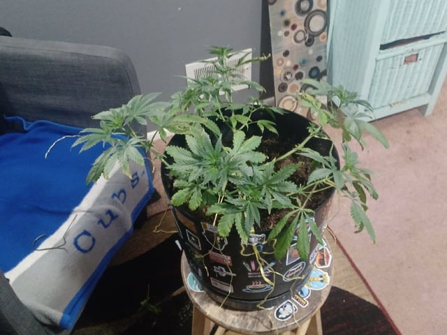 Poor Ivory — vegetative, day 54