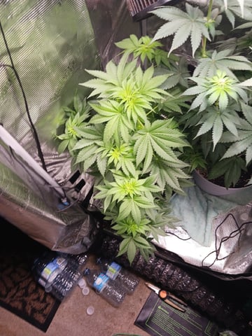 Gorilla Sherbert Feminized From Blimburn Seeds  — flower, day 53