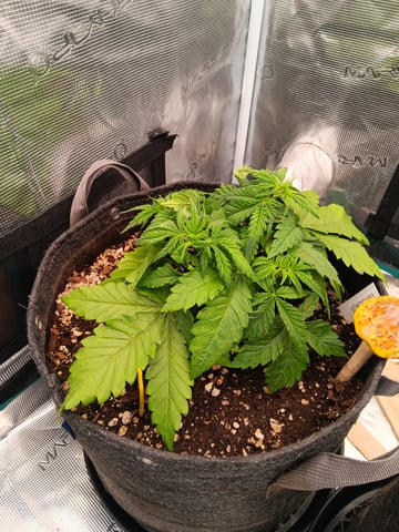 HP CC — vegetative, day 37
