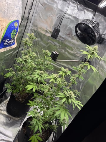  Trying to go big — flower, day 111