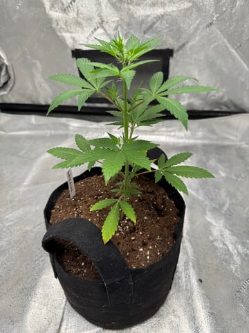 white runtz auto flower — vegetative, day 29