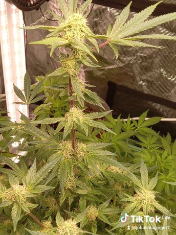 Blueberry critical kush x purple peyote wifi  and one L.a kush cake . — seedling_rooting, day 1