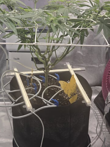 first grow second plant  — flower, day 67