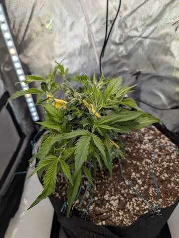 C99 CloneWars! — vegetative, day 10