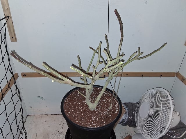 Blueberry Muffin  — done, day 12