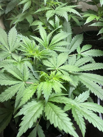 Milky Way F1 — flower, day 28