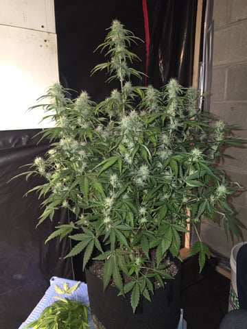 First attempt at planting some seeds — flower, day 74