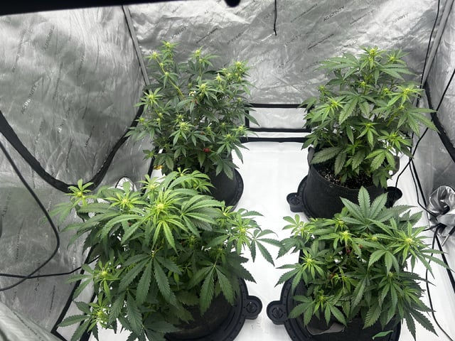 1st Grow