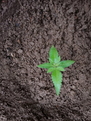 imrich se grooi  — vegetative, day 1