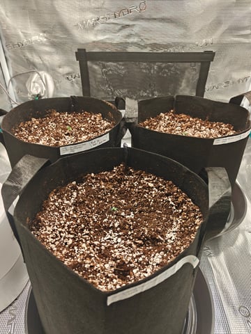 Best Autoflowers  — grow_setup, day 1