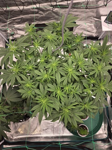  Insane OG — vegetative, day 71