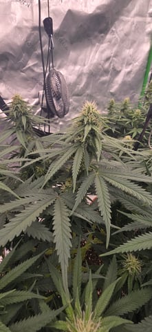 Smooth Nuggies (the future #1 & Pruple widow ) — flower, day 19