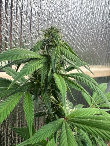 trying some bag seeds — flower, day 54