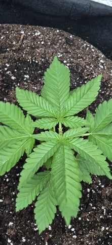 Mystery Weed Plant — vegetative, day 47