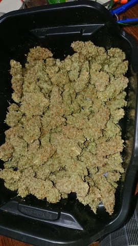 Closet grow  — harvest, day 115