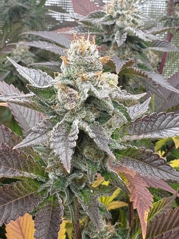 grow 3 — flower, day 45