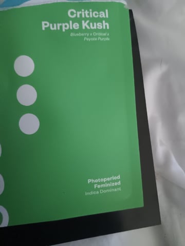 Critical Purple Kush — germination, day 1