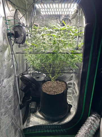 2nd Run — flower, day 110