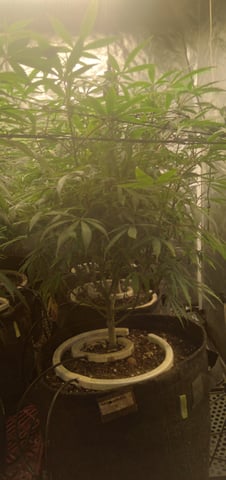 Organic Grow — flower, day 5