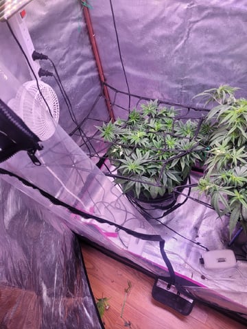 6th Grow — vegetative, day 31