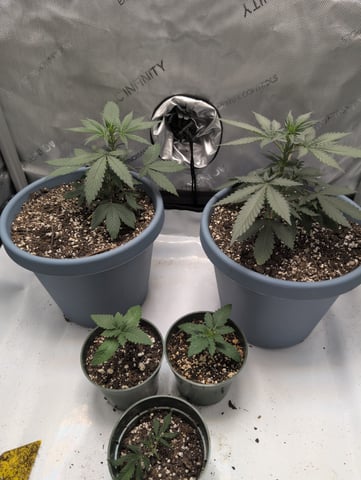 grow 2  — vegetative, day 31