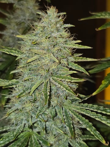 2nd Autoflower Indoor Grow — flower, day 75