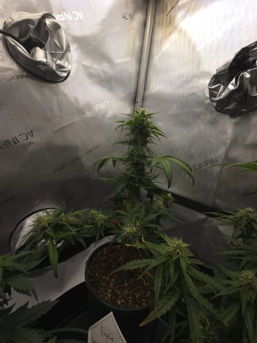 Homegrown - 🍒 🥧 & GSC Auto, 🚀 Seeds 🍌 Buttercups  — flower, day 48