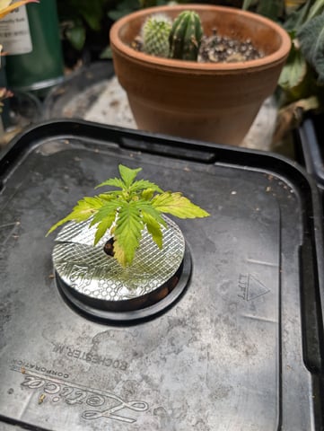 skunk auto — vegetative, day 13