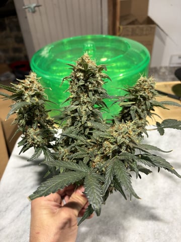 1.75 — harvest, day 91