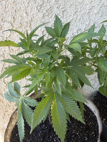 Sour Glue — flower, day 28